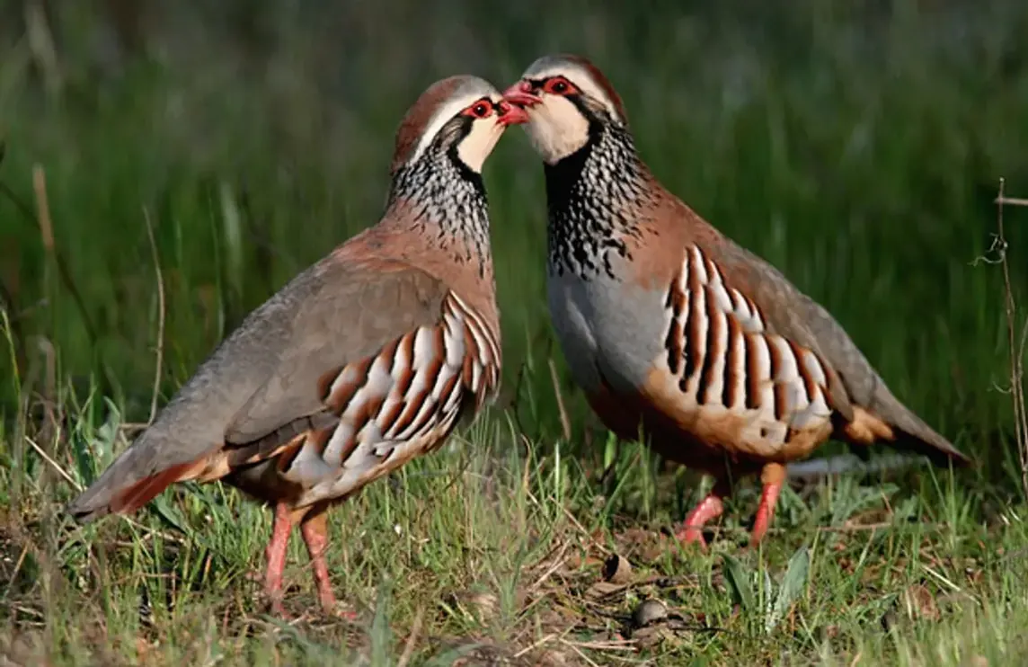 Compagnie de perdreaux