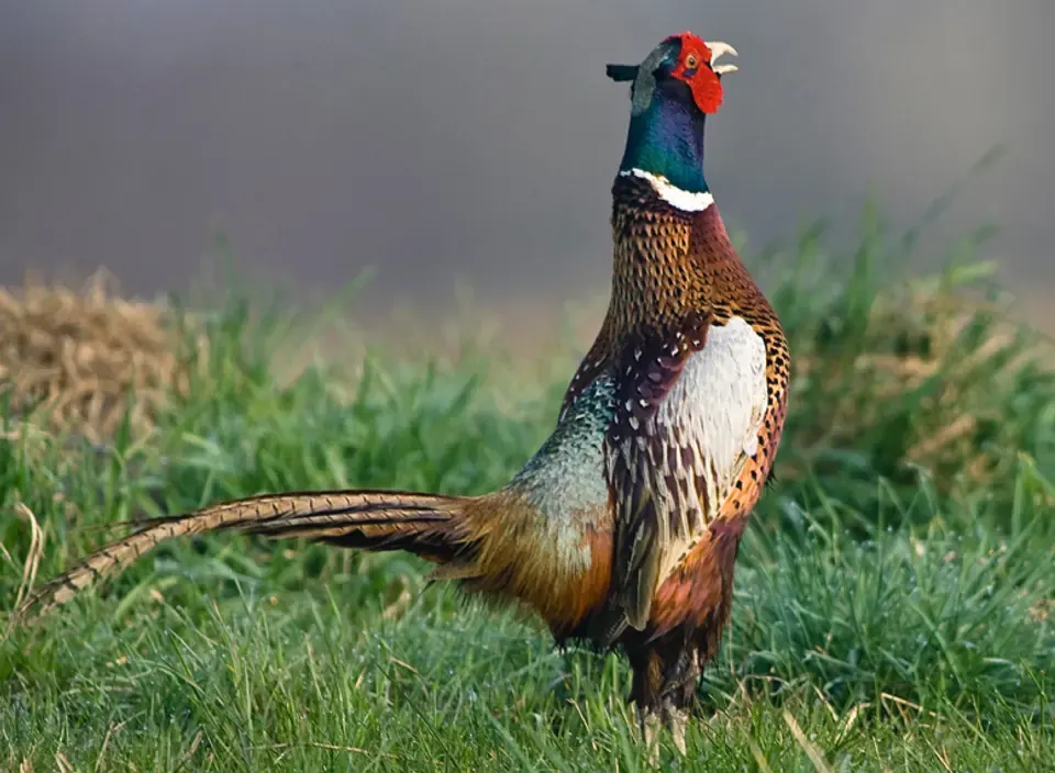 Coq faisan dans les hautes herbes