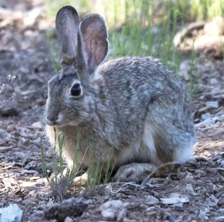 Lapin de garrigue