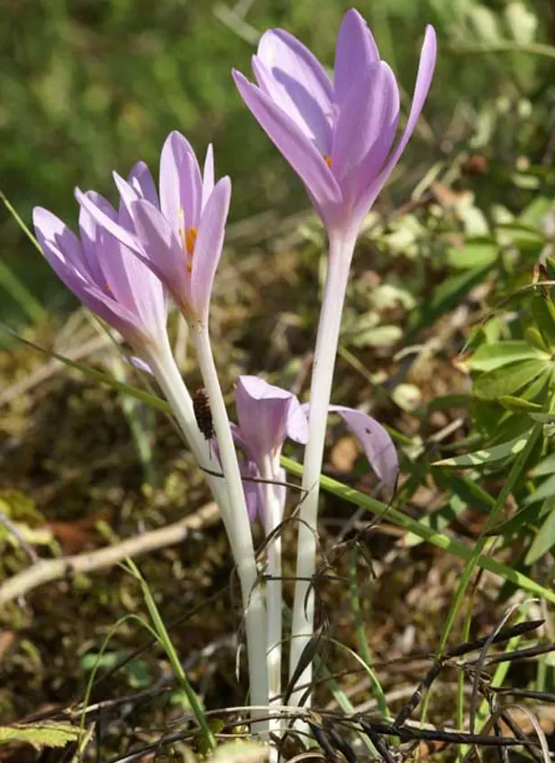 Colchiques dans les prés du domaine
