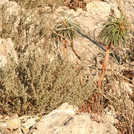 Garrigue