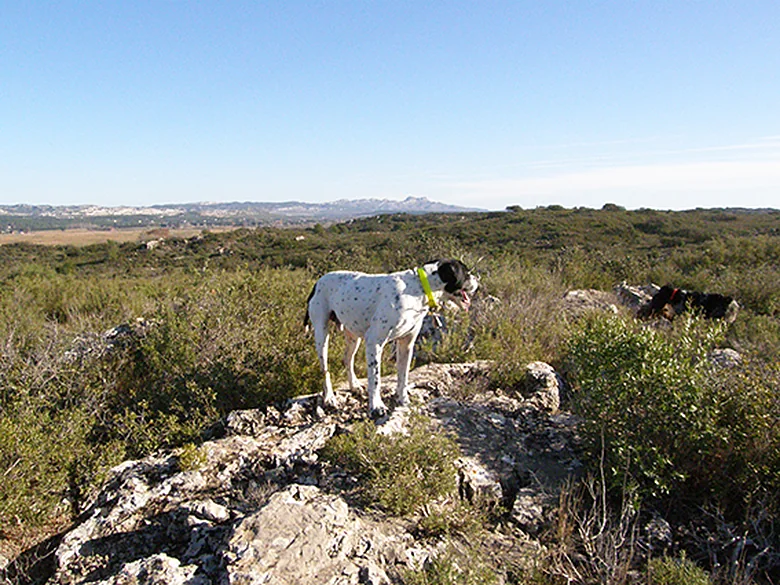 La rocaille blanche de la garrigue