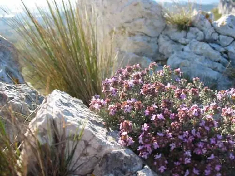 Thym en fleur sur la rocaille