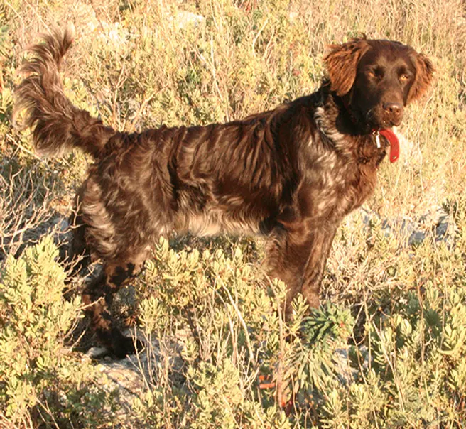 Chemin de chasse dans les bois